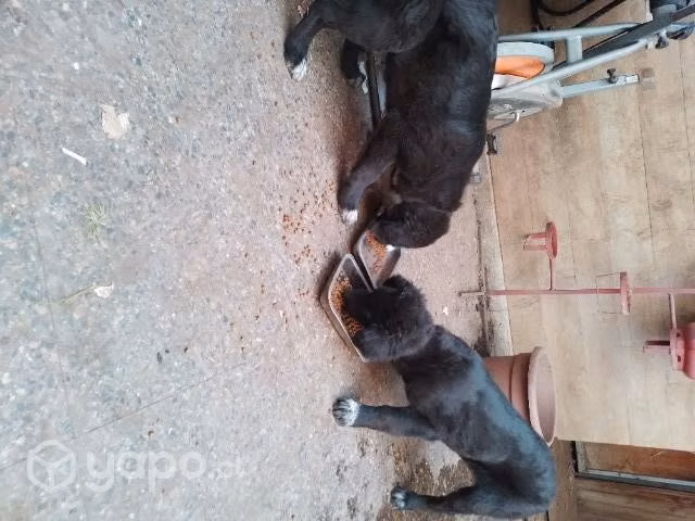 Lindas cachorritas - Imagen 5