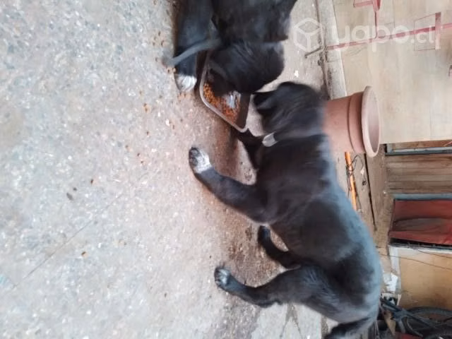 Lindas cachorritas - Imagen 4