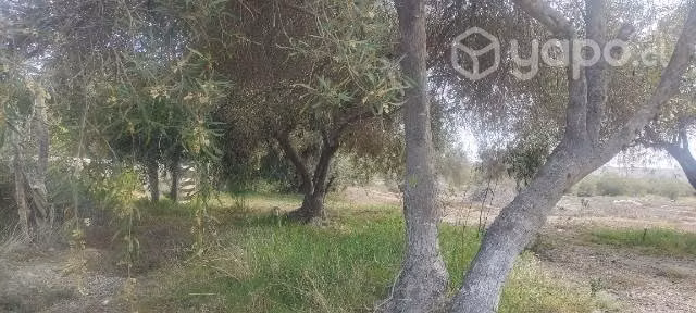 Parcela de 2,3 hectáreas en El Pueblo De Los Choro