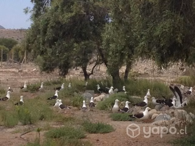 Parcela de 2,3 hectáreas en El Pueblo De Los Choro
