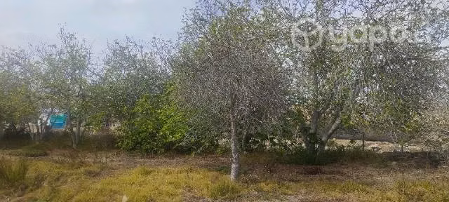 Parcela de 2,3 hectáreas en El Pueblo De Los Choro