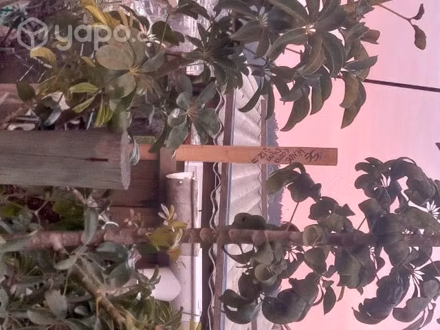 Cama divan - Imagen 2