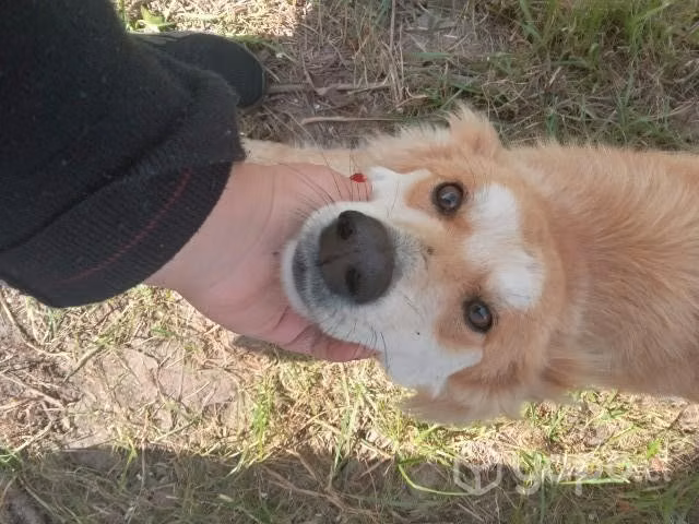 Perrito en adopción