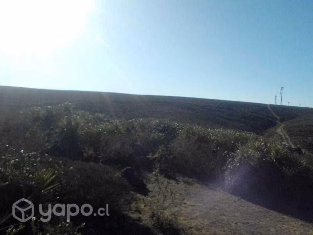 Terreno 5000 Mts Talinay - Imagen 4
