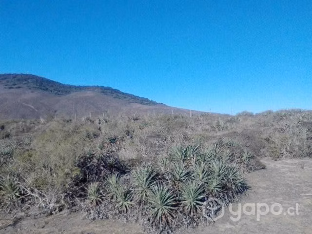 Terreno 5000 Mts Talinay - Imagen 6