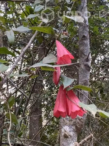 Parcela Pelluhue - Imagen 4