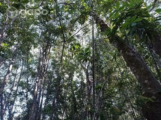 Parcela Pelluhue - Imagen 6
