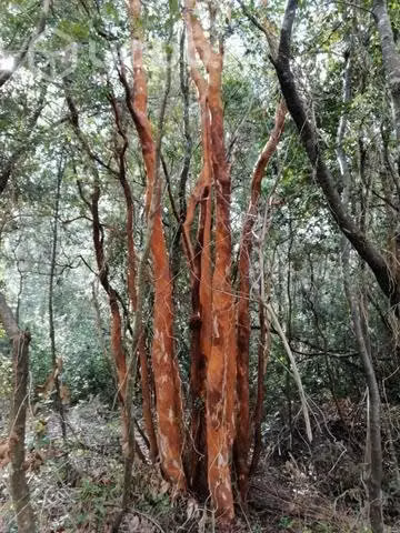 Parcela Pelluhue - Imagen 9