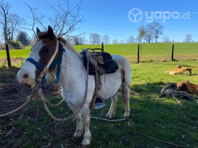 Caballo pony - Imagen 2