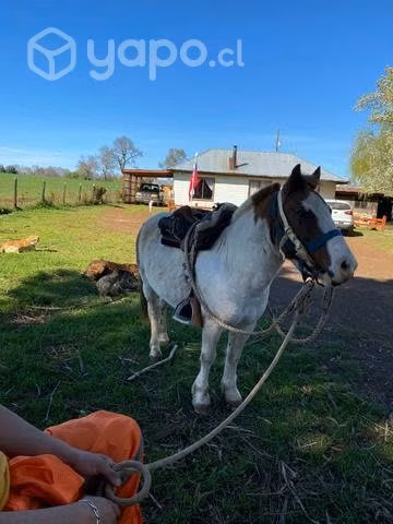 Caballo pony - Imagen 3