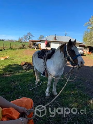 Caballo pony