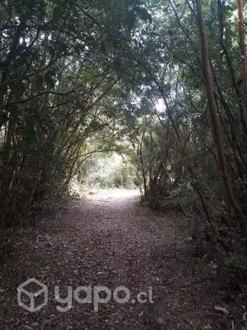 Venta de terreno en isla caucahue - Imagen 4