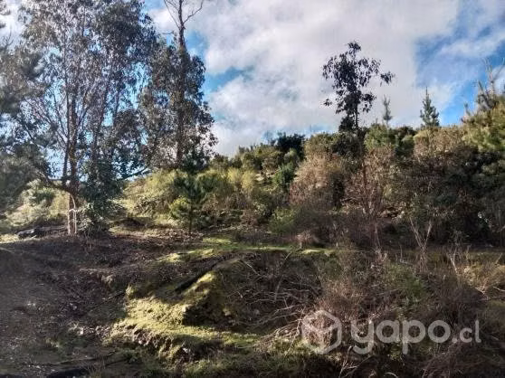 4,5 há en Carrizalillo