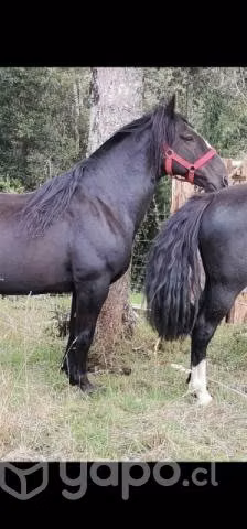Montas de potro chileno