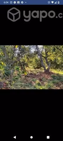 Quinta en Peumo