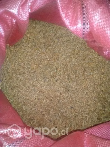 Trigo avena maiz
