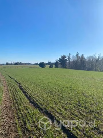 Campo en Coipue