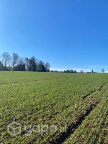 Campo en Coipue