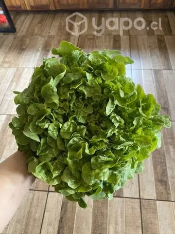Lechugas y brócoli