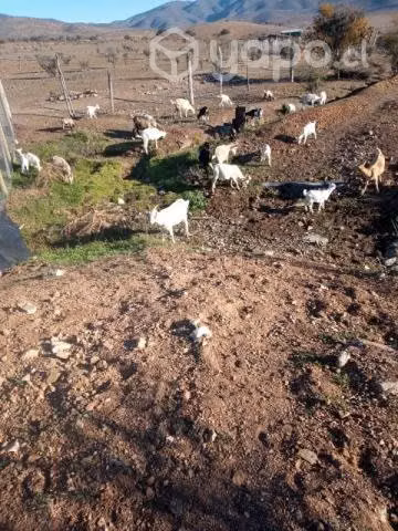 Ganado cabras
