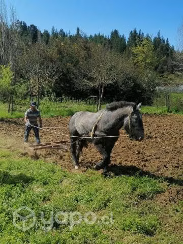 Potro pelche hijo de padre del ejército
