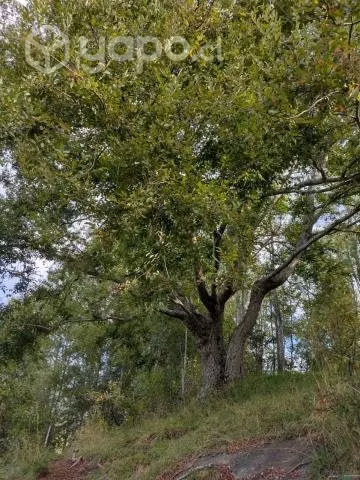 Se vende parcela en lago ranco