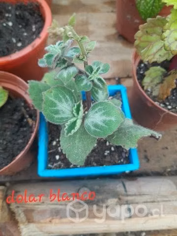 Plantas y suculentas