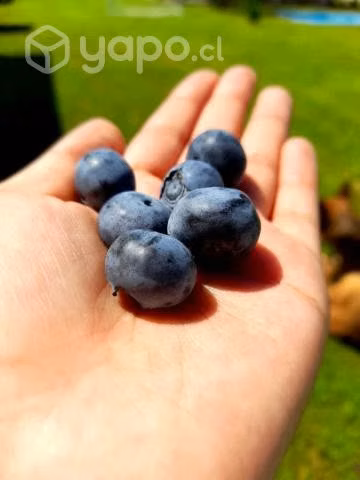 Frambuesas y Arandanos Congelados