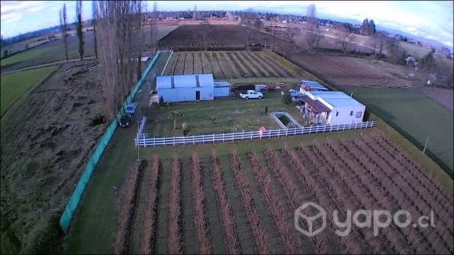 Frambuesas y Arandanos Congelados
