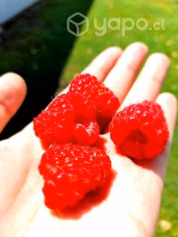 Frambuesas y Arandanos Congelados