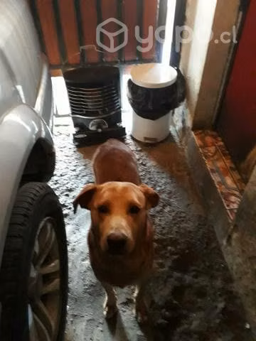 Se regala Perrito