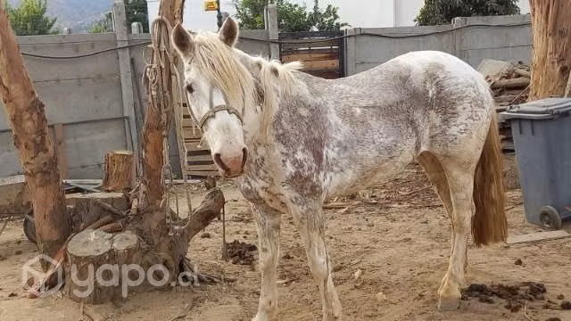 Yegua muy hermosa