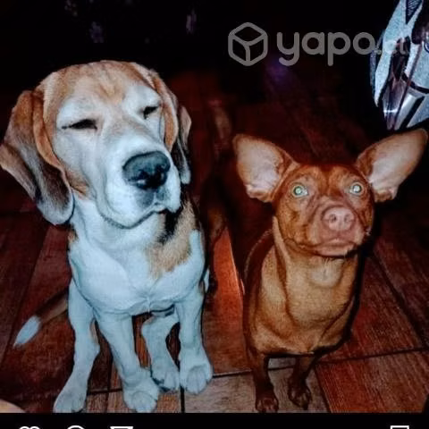 Macho pinscher para cruza - Imagen 2