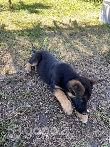Se regala cachorro