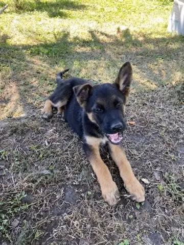 Se regala cachorro