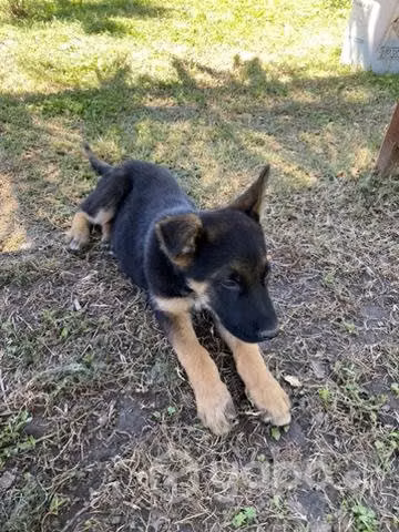 Se regala cachorro