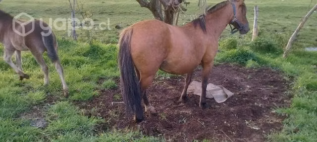 Yegua mansa y parida