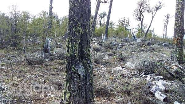 2 hectareas - Imagen 10