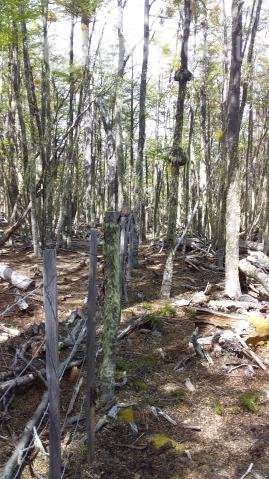 2 hectareas - Imagen 6