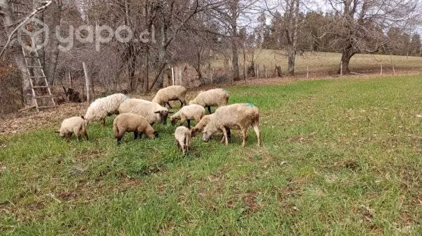 Ovejas con crías