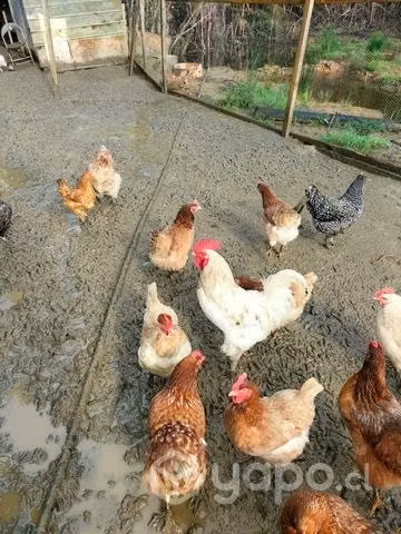 Gallos de temporada - Imagen 4