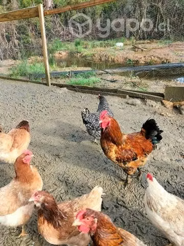 Gallos de temporada - Imagen 3