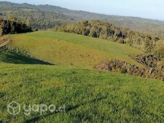 Campo los muermos