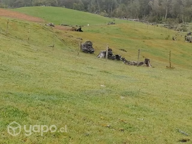 Campo los muermos