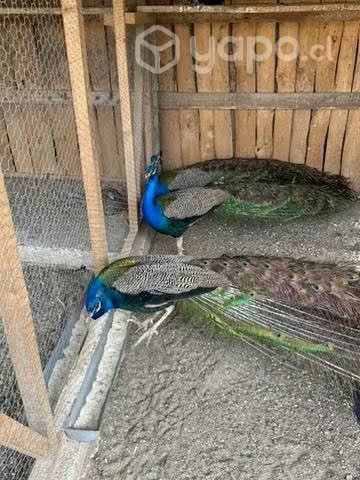 Pavo real macho - Imagen 6