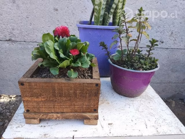 Meceteros de madera Barnizada