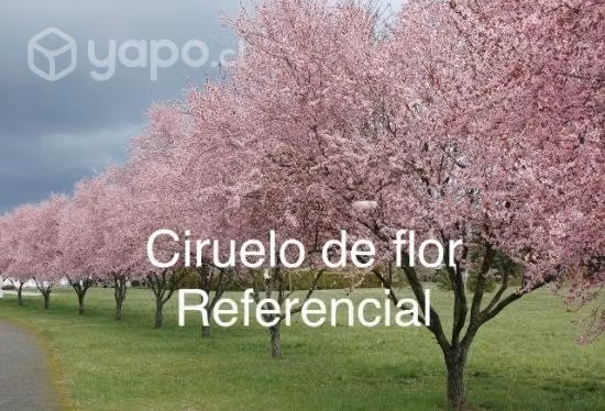 Ciruelo en flor ornamental