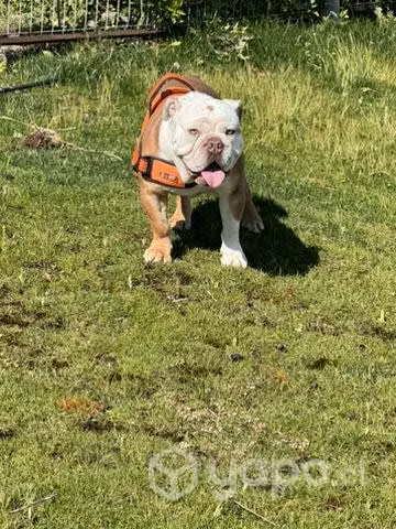 Bull dog ingles (busca hembra)