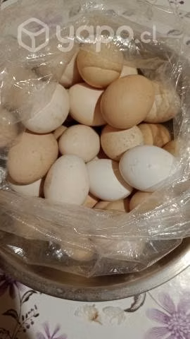 Huevos de campo