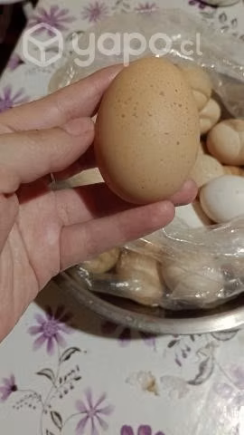Huevos de campo